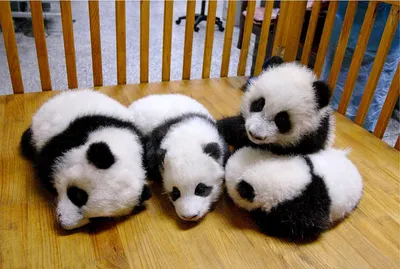 Детеныши панды (46 лучших фото)
