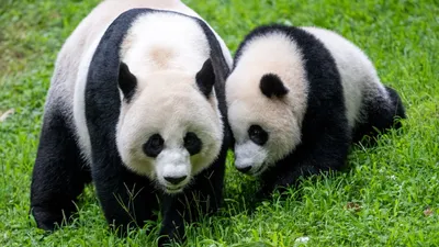Обои панды, животные, семейство картинки на рабочий стол, фото скачать  бесплатно