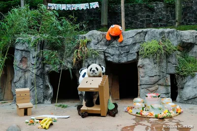 Фотофакт. День рождения гигантской панды Цинцин в Китае