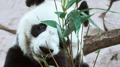 Близнецов-детенышей панды впервые представили публике в зоопарке Токио -  РИА Новости, 12.01.2022