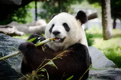 Зоологи узнали, почему панды толстеют от бамбука - Вокруг Света