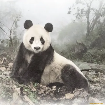 Обои панда Рисованное Животные: панды, обои для рабочего стола, фотографии  панда, рисованное, животные, панды, медведь, рисунок, панды, акварель,  природа Обои для рабочего стола, скачать обои картинки заставки на рабочий  стол.