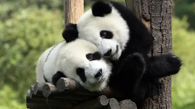 Большие панды перестали вымирать — Naked Science