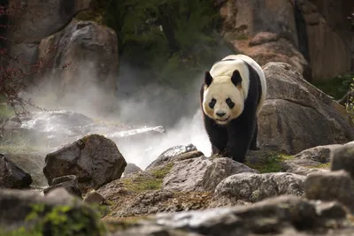 Панды в дикой природе - фото и картинки: 67 штук
