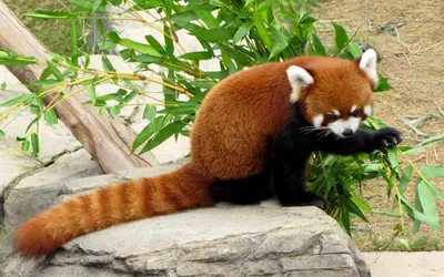 Бесплатные Красные панды на охоту стоковые фотографии | FreeImages
