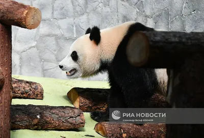 Панды в Московском зоопарке | РИА Новости Медиабанк