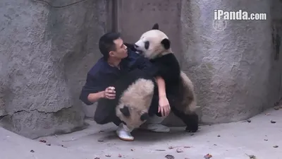 Приставучие панды не отпускают смотрителя (новости) - YouTube