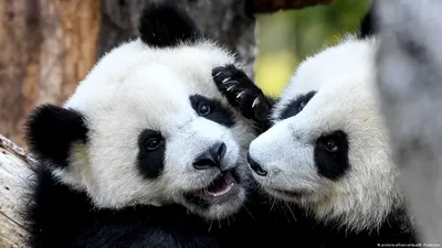 Берлинские панды-близнецы отмечают первый день рождения – DW – 31.08.2020