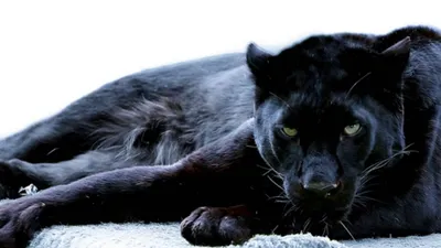 Bagheera | Disney Wiki | Fandom