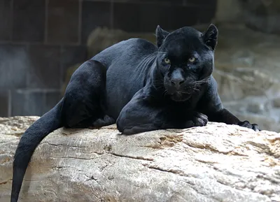 Чёрная пантера Багира в прыжке в…» — создано в Шедевруме