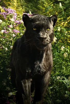 Черная пантера миф или реальность | Пикабу