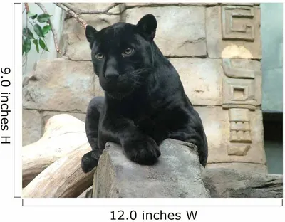 Bagheera - the black panther\" Metal Print by Prometheus2000 | Redbubble