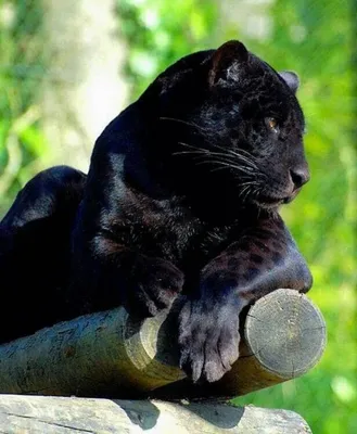 Bagheera, we found you!” The best of Wildlife Photography is here with a  rare sight of Black Panther - Inn World