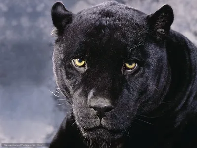 Bagheera the Panther. The Jungle Book | Jungle book characters, Jungle  book, Jungle book disney