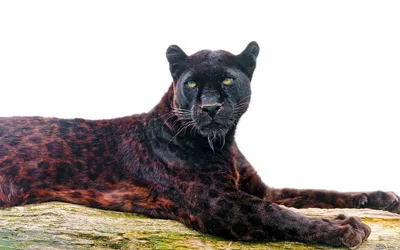 Panther Bagira als Freisteller Stock Photo | Adobe Stock
