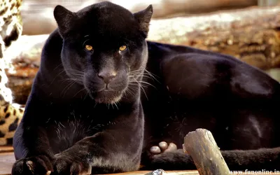 Panther Wallpapers, Download Free Black Panthers HD Wallpaper | Panther,  Panther pictures, Panther cat