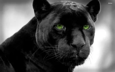 Panther image hd 30701636 Stock Photo at Vecteezy