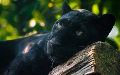 Animal Black Panther HD Wallpaper | Black jaguar animal, Black jaguar,  Jaguar animal