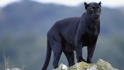 Black Panther Animal Stare Look Green Blur Background 4K HD Black Panther  Wallpapers | HD Wallpapers | ID #115111