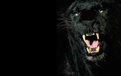 Amazon.com: Black Panther 4K Ultra [4K UHD] : Chadwick Boseman, Michael B.  Jordan, Lupita Nyong'o, Danai Gurira, Martin Freeman, Daniel Kaluuya,  Letitia Wright, Winston Duke, Sterling K. Brown, Florence Kasumba, John  Kani,