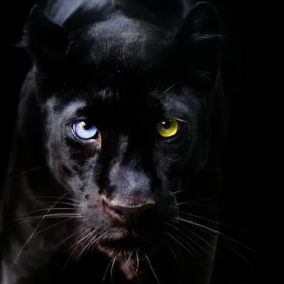 Черная пантера картинки - 68 фото