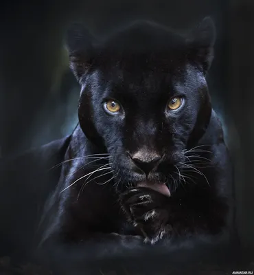 Чёрная пантера лижет свою переднюю лапу в темноте | Картинка на аву