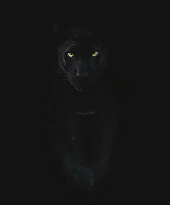 Черная пантера злая - 74 фото