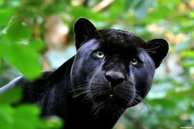 Чёрная морда пантеры выглядывает из кустов — Фотки на аву | Пантера,  Фотография питомца, Животные