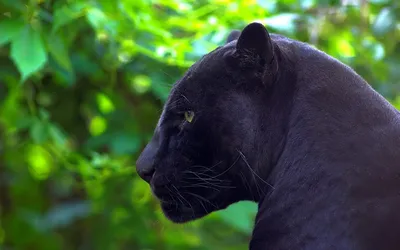 Красивые картинки черная пантера - 83 фото