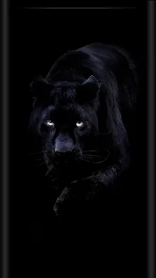 Pin by Irina Irina on Обои телефон (1080*1920) | Black panther cat, Black  jaguar animal, Jaguar animal