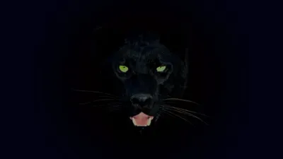 Черная пантера лежит на камне. Обои с животными, картинки, фото 1024x768