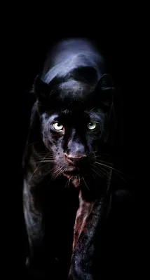 Wallpaper iPhone ⚪️ | Black jaguar animal, Wild animal wallpaper, Black  panther cat