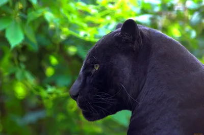 Обои Черная пантера, кот, кошачьих, кошки малого и среднего размера,  бакенбарды для iPhone 6S+/7+/8+ бесплатно, заставка 1080x1920 - скачать  картинки и фото