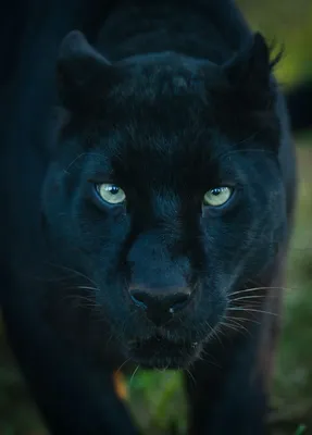 Черная пантера с голубыми глазами - 50 фото
