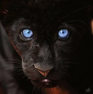 С голубыми глазами пантера - 55 фото