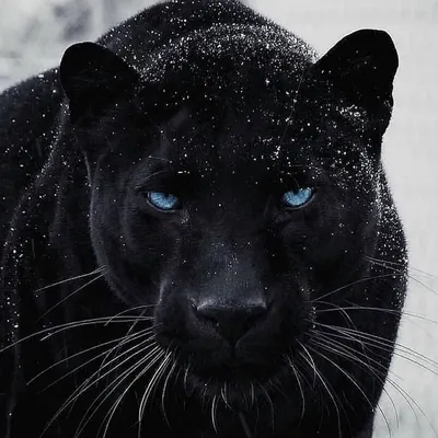 Черная пантера с голубыми глазами - 80 фото