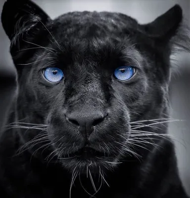 Черная пума с голубыми глазами - картинки и фото koshka.top