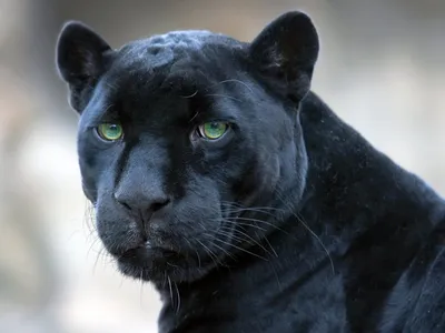 Пантера с голубыми глазами - красивые фото