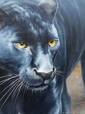 Черная пантера с голубыми глазами - 50 фото