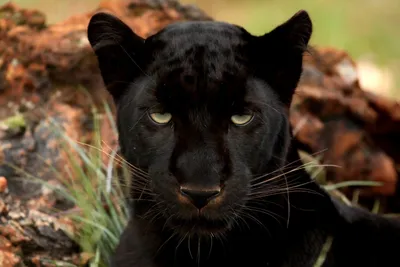 Черная пантера с красными глазами - 81 фото