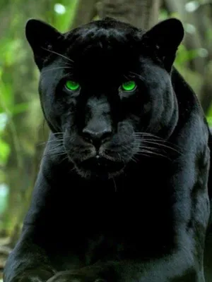 Черная пантера с зелеными глазами (25 фото) | Пантера, Черная пантера,  Зеленые глаза