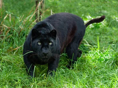 Мужчина хотел почесать животик черной пантере и получил серьезные травмы:  Звери: Из жизни: Lenta.ru