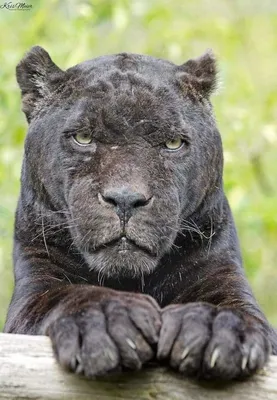 Чёрная пантера | Пикабу
