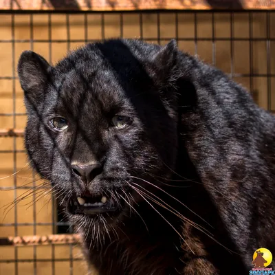 Черная пантера также известная как ягуар Стоковое Изображение - изображение  насчитывающей охотник, ягуар: 149232621