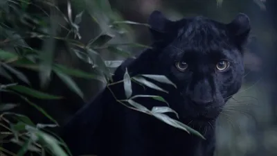 В Кении обнаружена редчайшая черная пантера. Впервые за 100 лет ее удалось  сфотографировать - BBC News Русская служба