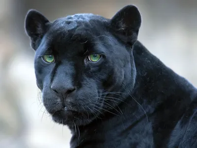 Чёрная пантера: Мифы и реальность о самой мистической природной мутации  диких кошек | ВКонтакте