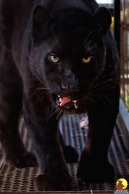 Пантера: хищное животное, способное охотиться на крупных зверей» — создано  в Шедевруме