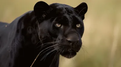 Пантера черной пантеры редкое животное в природе Ее красота вне всякого  сомнения Черные пантеры имеют активный образ жизни Стоковое Фото -  изображение насчитывающей ангстрома, кот: 147403968