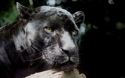 Фигурка Masai Mara Черная пантера Мир диких животных купить по цене 640 ₽ в  интернет-магазине Детский мир