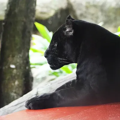 черная пантера отдыхает в лесе, Stock Footage Включая: пантера и животное -  Envato Elements